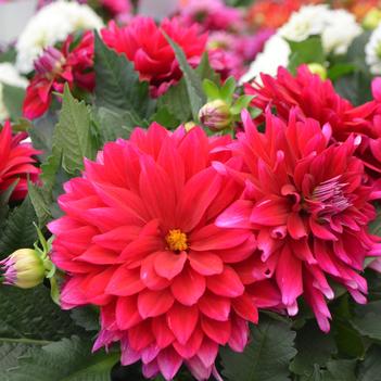 Dahlia LaBella® 'Maggiore Purple'