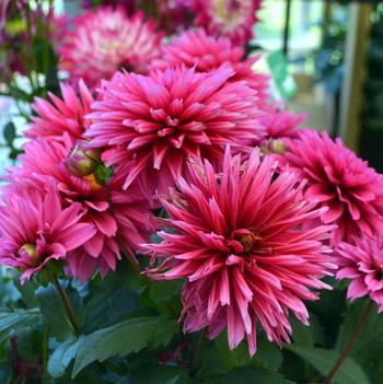 Dahlia LaBella® 'Maggiore Deep Rose'