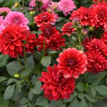Dahlia LaBella® 'Grande Red'
