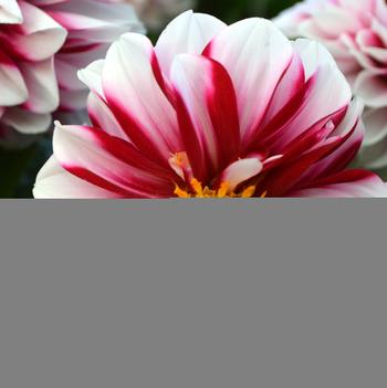 Dahlia LaBella® 'Medio Fun Crimson Picotee'