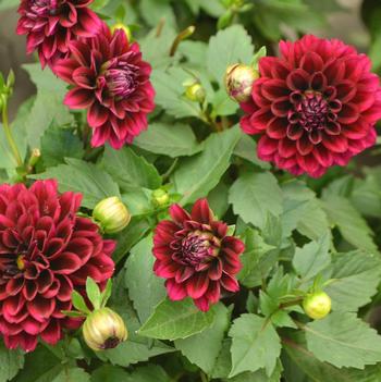 Dahlia LaBella® 'Grande Magenta'