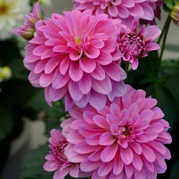Dahlia LaBella® 'Grande Dark Pink'