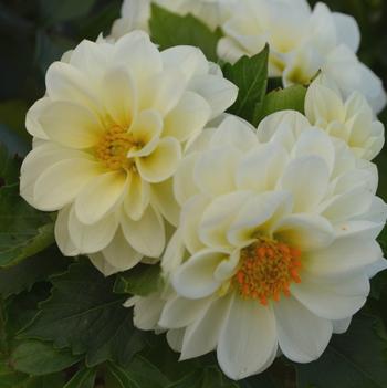 Dahlia LaBella® 'Medio White'