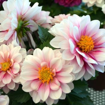 Dahlia LaBella® 'Medio Pink Eye'