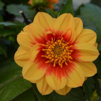 Dahlia LaBella® 'Medio Golden Eye'