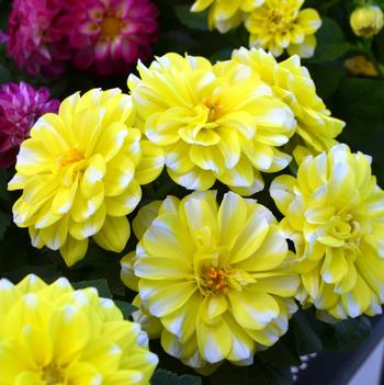 Dahlia LaBella® 'Medio Fun Yellow Picotee'