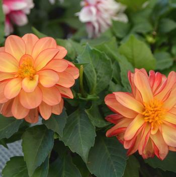 Dahlia LaBella® 'Medio Fun Orange Bicolor'