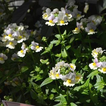 Nemesia French Connection™ 'Easter Bonnet'