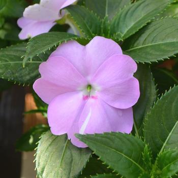 Impatiens hawkerii Sun Harmony® 'Compact Lavender'