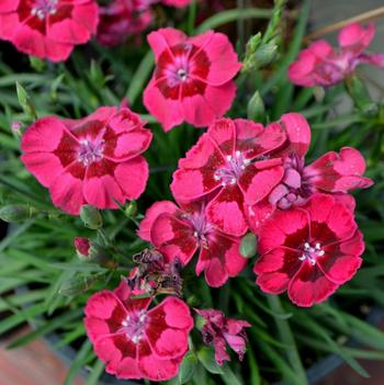 Dianthus Sunflor® 'Esmay®'