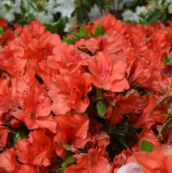 Rhododendron Encore® 'Autumn Sunset™'