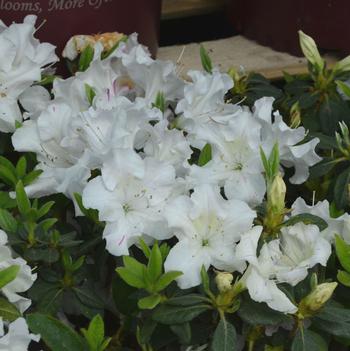 Rhododendron Encore® 'Autumn Lily®'