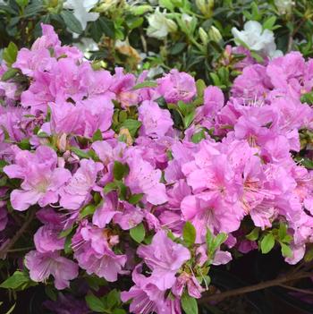 Rhododendron Encore® 'Autumn Lilac®'