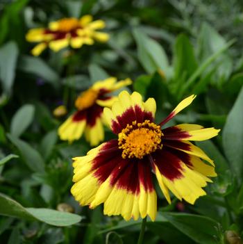 Coreopsis UpTick™ 'Yellow & Red'