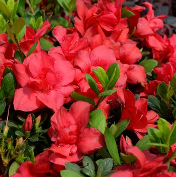 Rhododendron Encore® 'Autumn Bonfire®'