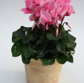 Cyclamen persicum Contiga 'Salmon Flame'