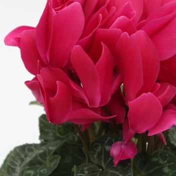 Cyclamen persicum Contiga 'Magenta'