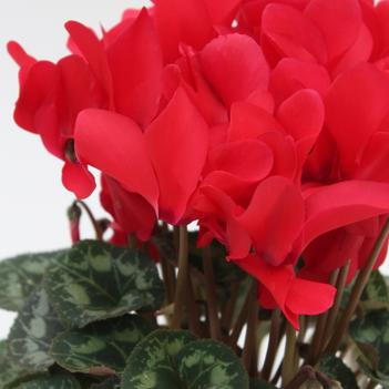 Cyclamen persicum Contiga 'Red'