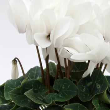 Cyclamen persicum Contiga 'White'