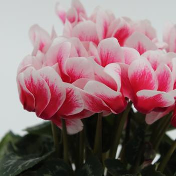 Cyclamen persicum Merita 'Shine Red'