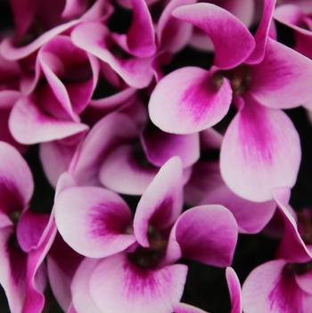 Cyclamen persicum Goblet 'Shine Purple'