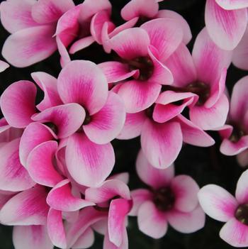 Cyclamen persicum Goblet 'Shine Pink'