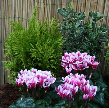 Cyclamen persicum Goblet 'Shine Wine Red'