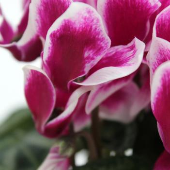Cyclamen persicum Melody Outdoor® 'Shine Purple'