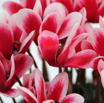 Cyclamen persicum Melody Outdoor® 'Shine Scarlet'