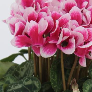 Cyclamen persicum Melody Outdoor® 'Shine Wine Red'