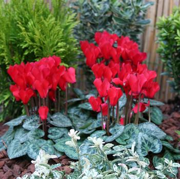 Cyclamen persicum Melody Outdoor® 'Red'