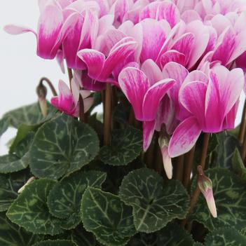 Cyclamen persicum Facila Summer 'Shine Purple'