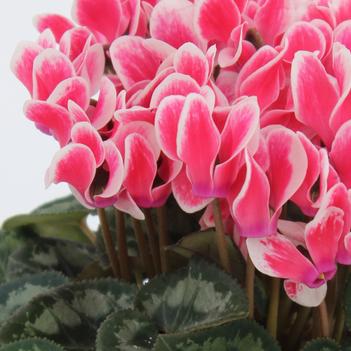 Cyclamen persicum Facila Summer 'Shine Scarlet'