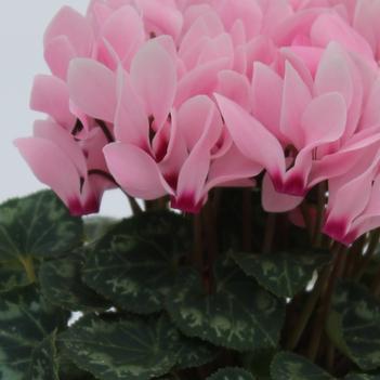 Cyclamen persicum Facila Summer 'Light Salmon Eye'