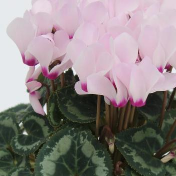 Cyclamen persicum Facila Summer 'Light Pink Eye'