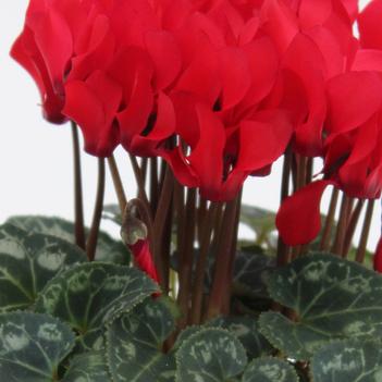 Cyclamen persicum Facila Winter 'Scarlet'