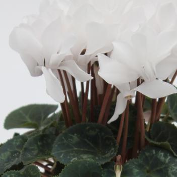Cyclamen persicum Facila Winter 'White'