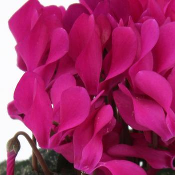 Cyclamen persicum Dreamscape™ 'Purple'