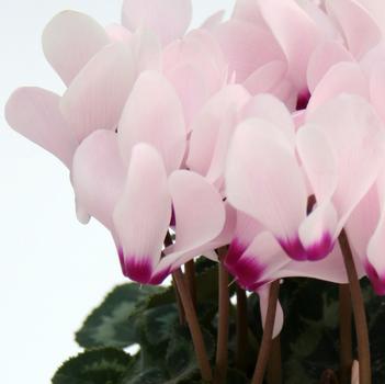 Cyclamen persicum Picola 'Light Pink Eye'
