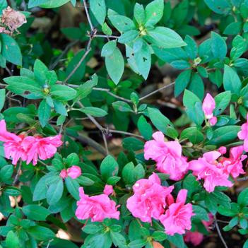 Rhododendron Encore® 'Autumn Rouge®'