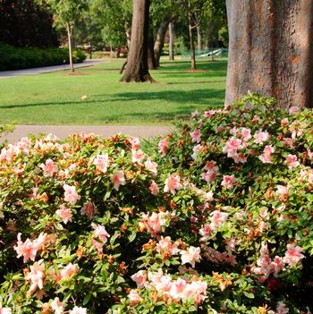 Rhododendron Encore® 'Autumn Belle®'