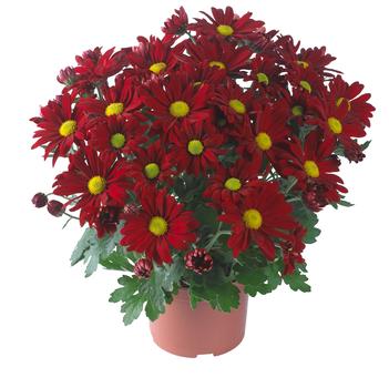 Chrysanthemum indicum 'Breeze Cardinal'