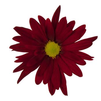 Chrysanthemum indicum 'Breeze Dark Red'