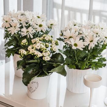 Chrysanthemum indicum 'Breeze Snow'