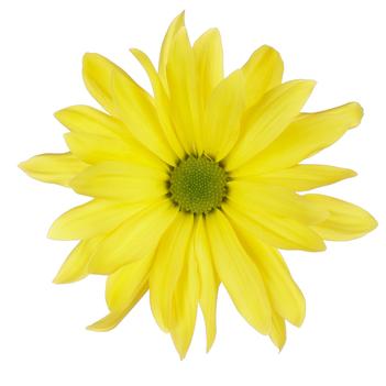 Chrysanthemum indicum 'Breeze Sun'