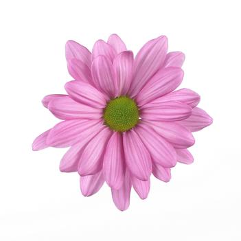 Chrysanthemum indicum 'Breeze Sweet'