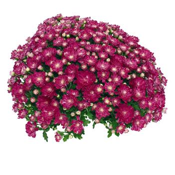 Chrysanthemum x morifolium 'Daybreak Appleblossom'