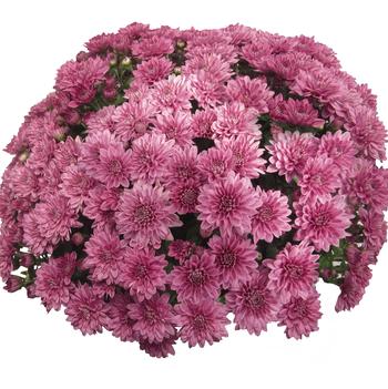 Chrysanthemum x morifolium 'Daybreak Pink'
