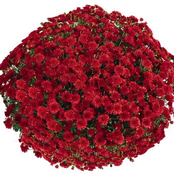 Chrysanthemum x morifolium 'Daybreak Red'
