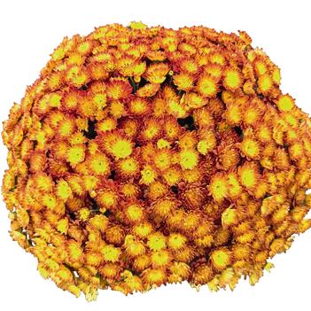 Chrysanthemum x morifolium 'Daybreak Solar Flare'